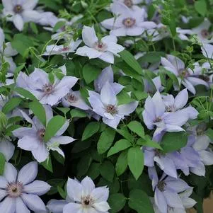 Bernadine Clematis